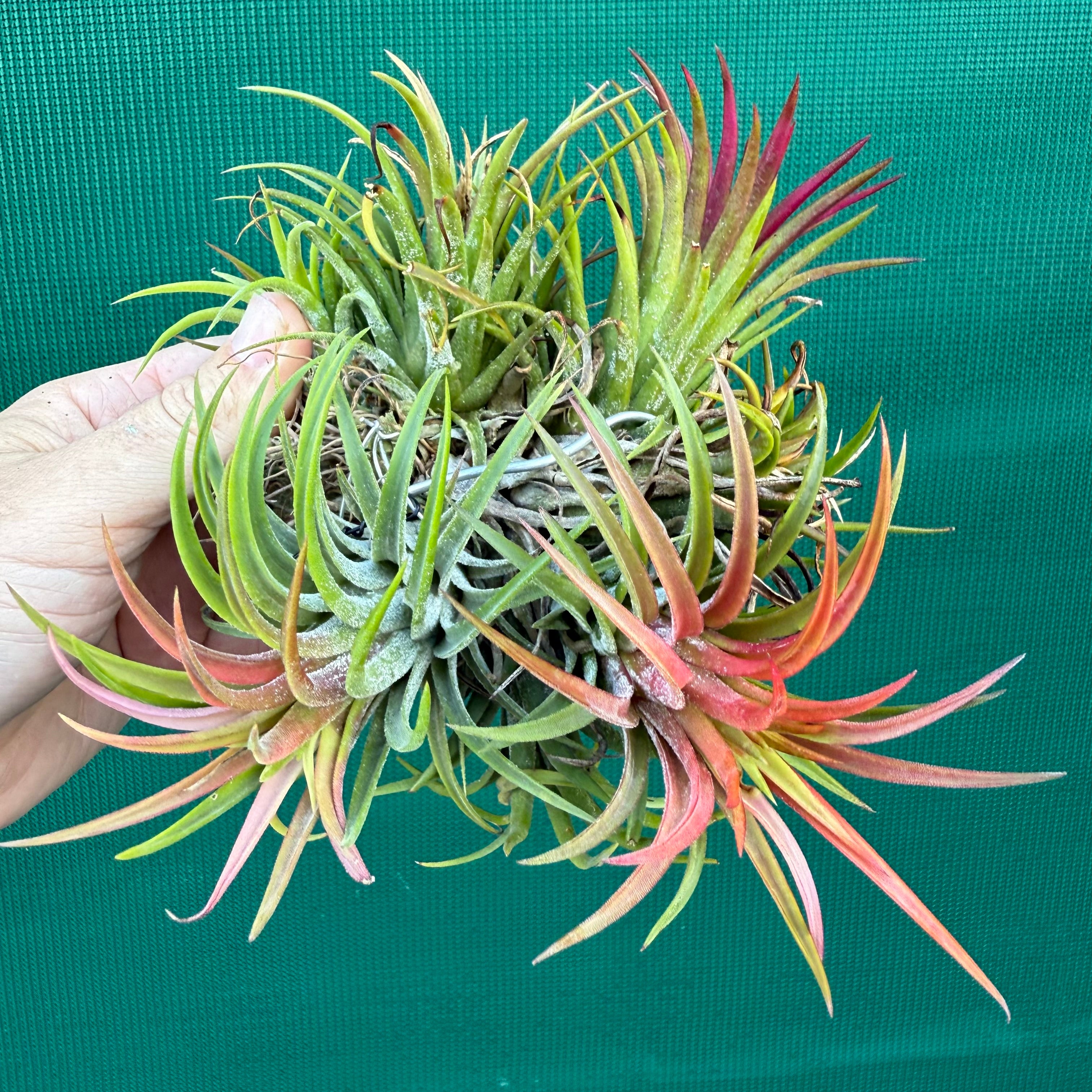 Tillandsia - ionantha 'BRT662' ex. BD - Air Plant Decor