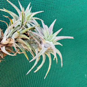Tillandsia - vanhingii ‘Red Dragon’ ex. BD NEW