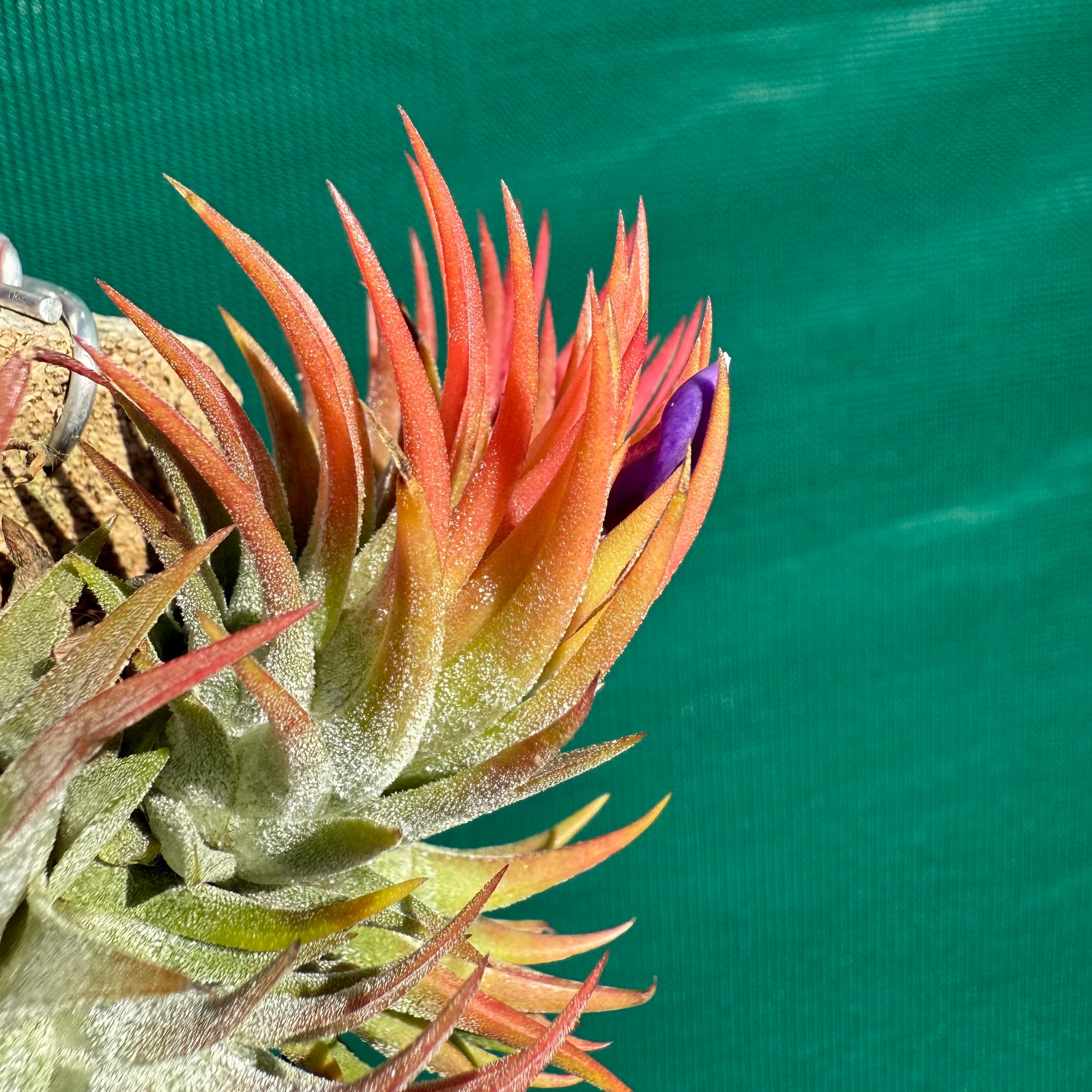 Tillandsia - ionantha 'BOE1591' ex. BD - Air Plant Decor