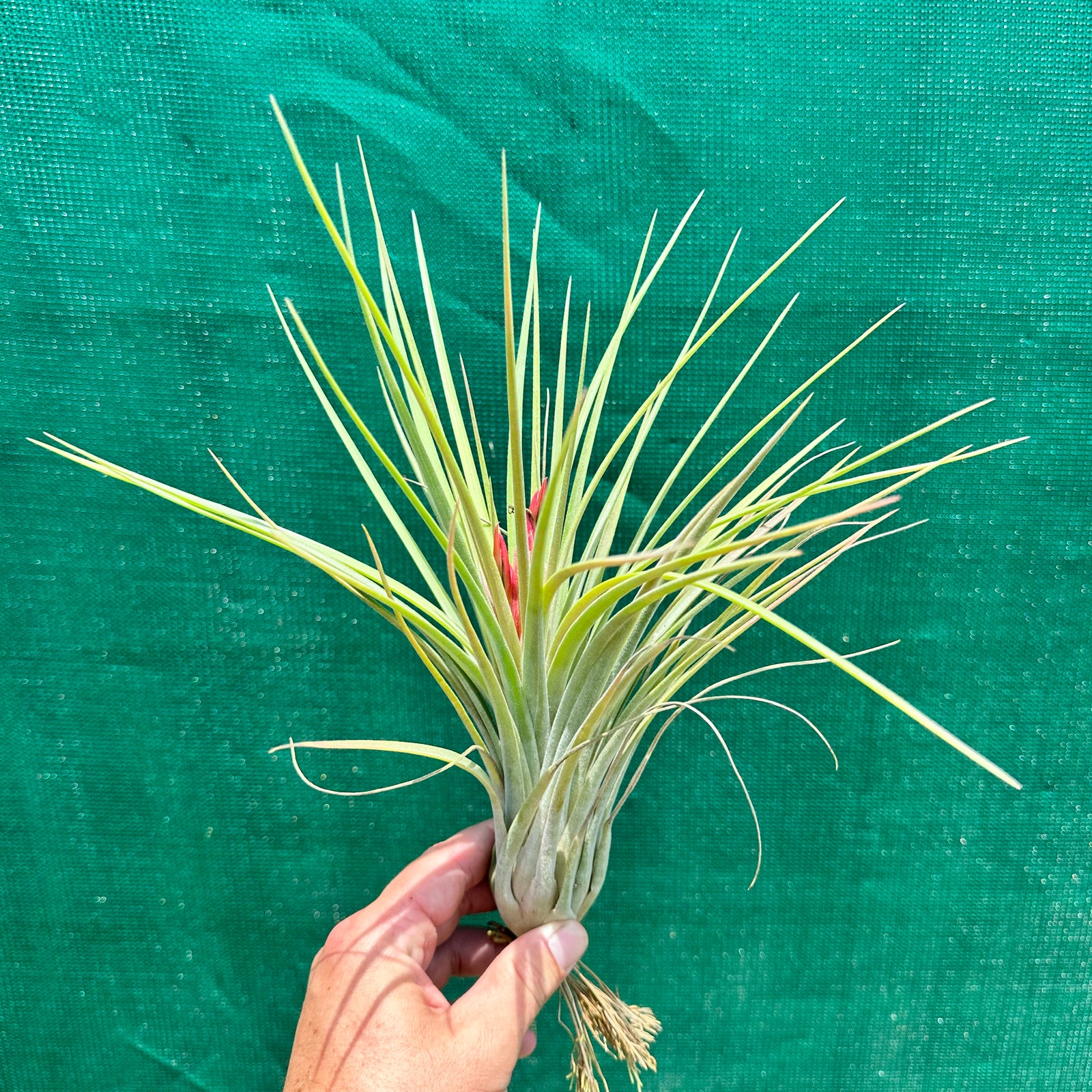 Tillandsia - Elva ex. NR NEW