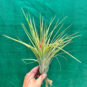 Tillandsia - Elva ex. NR