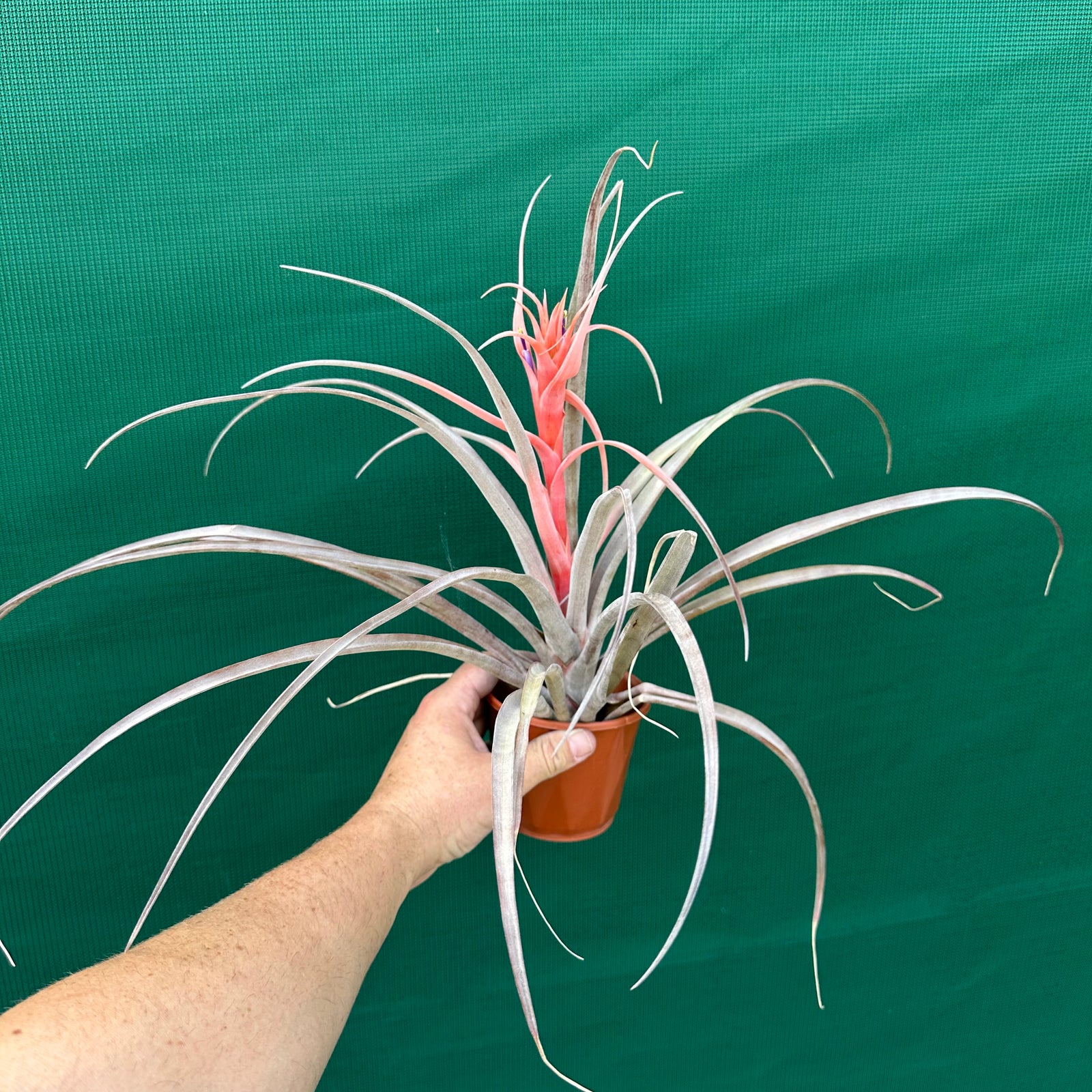 Tillandsia - capitata ‘Yellow’ ex. BH