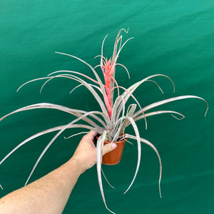 Tillandsia - capitata ‘Yellow’ ex. BH