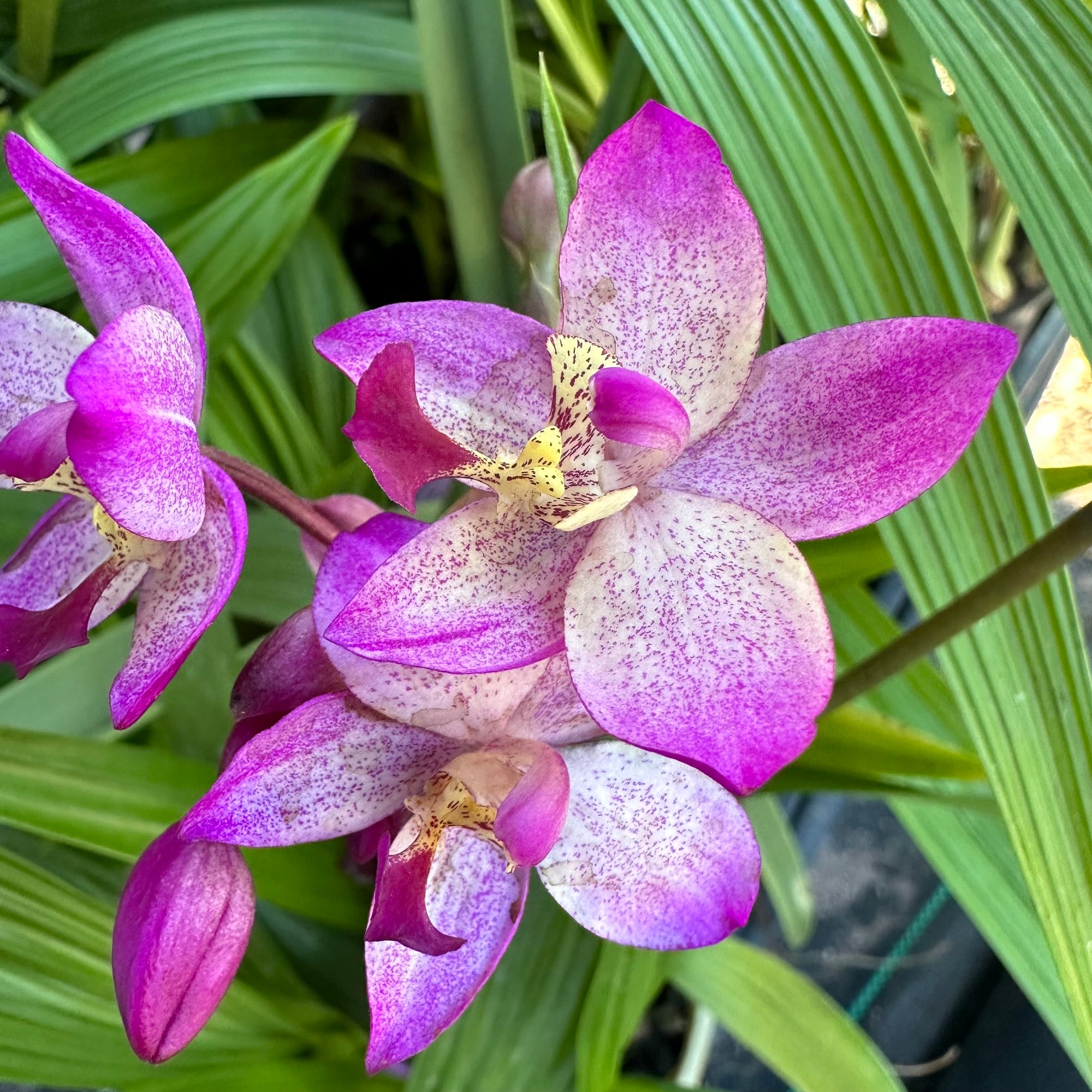Spathoglottis Hybrid ‘Purple-White’