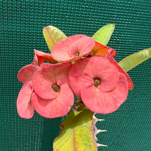 Poysean - Euphorbia P027 NEW