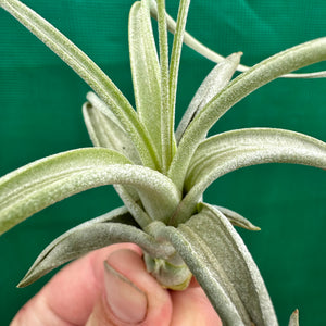 Tillandsia - Impressions Perfection ex. PB