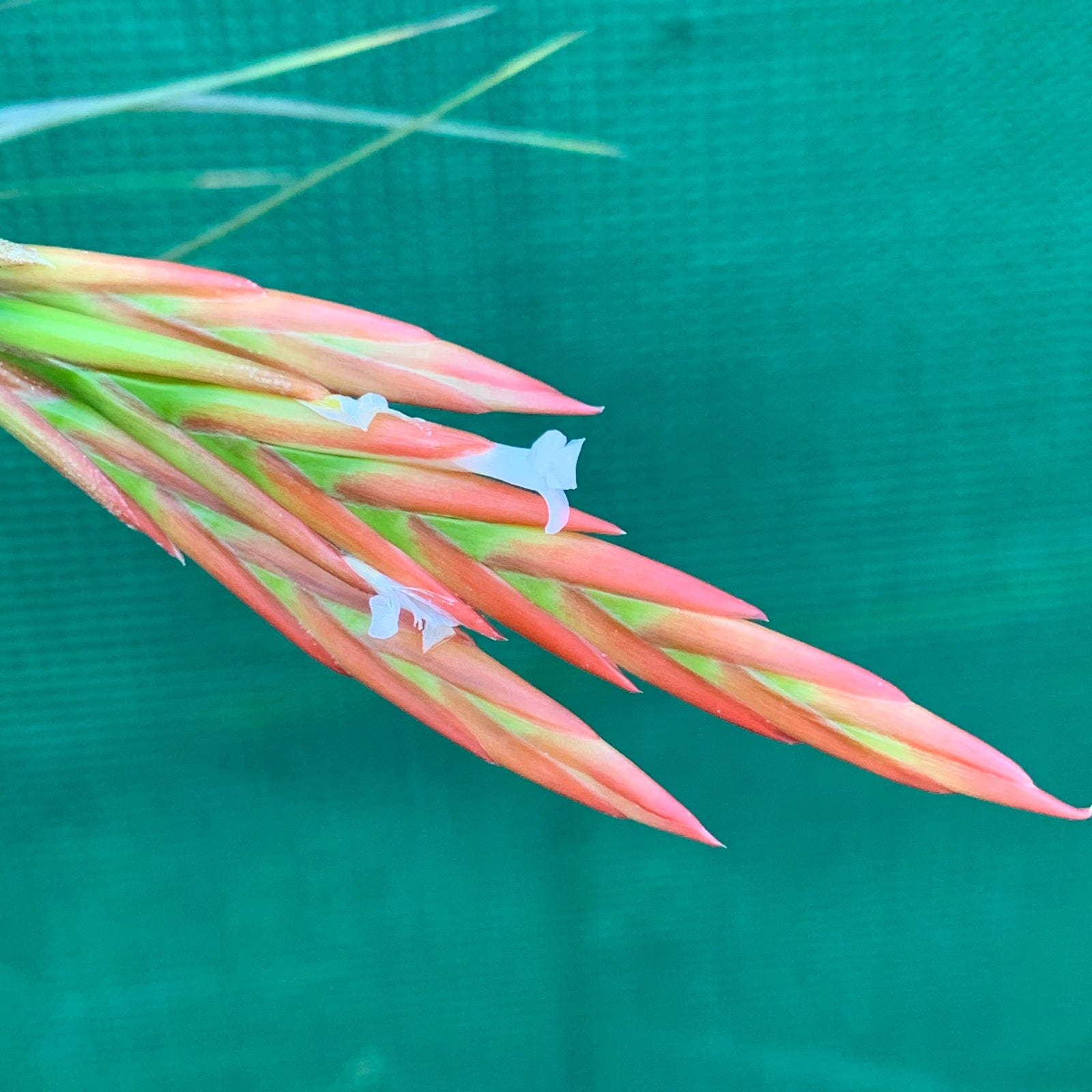 Tillandsia - Holm’s Verlescens ex. PT