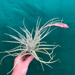 Tillandsia - Leon ‘Pink Bract’ ex. PT NEW