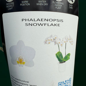 Phalaenopsis ‘Snowflake’ NEW