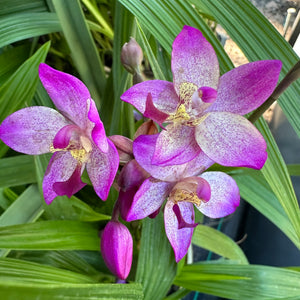 Spathoglottis Hybrid ‘Purple-White’