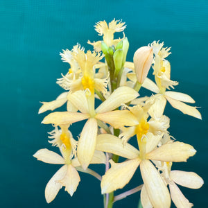 Epidendrum ‘Peach’ NEW