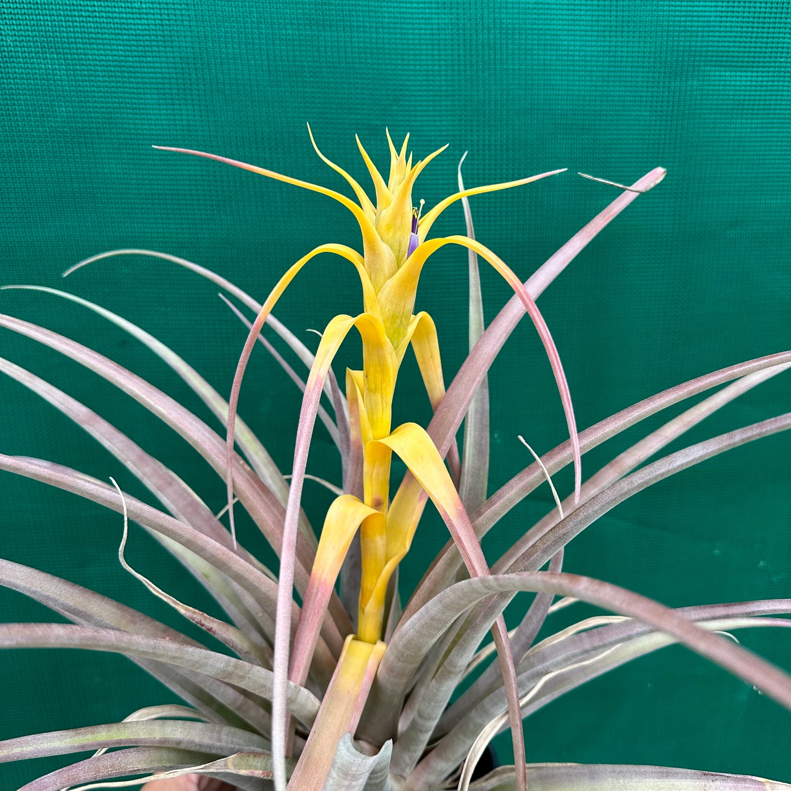 Tillandsia - capitata Yellow x capitata Marron ex. OM