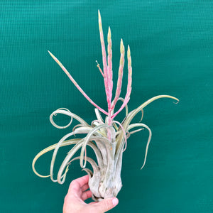 Tillandsia - Como ex. GK