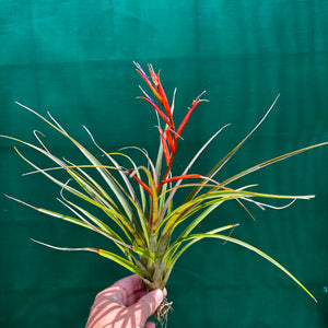 Tillandsia - chlorophylla