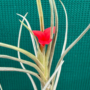 Tillandsia - albertiana ex. CC