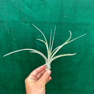 Tillandsia - Madeline ex. DD