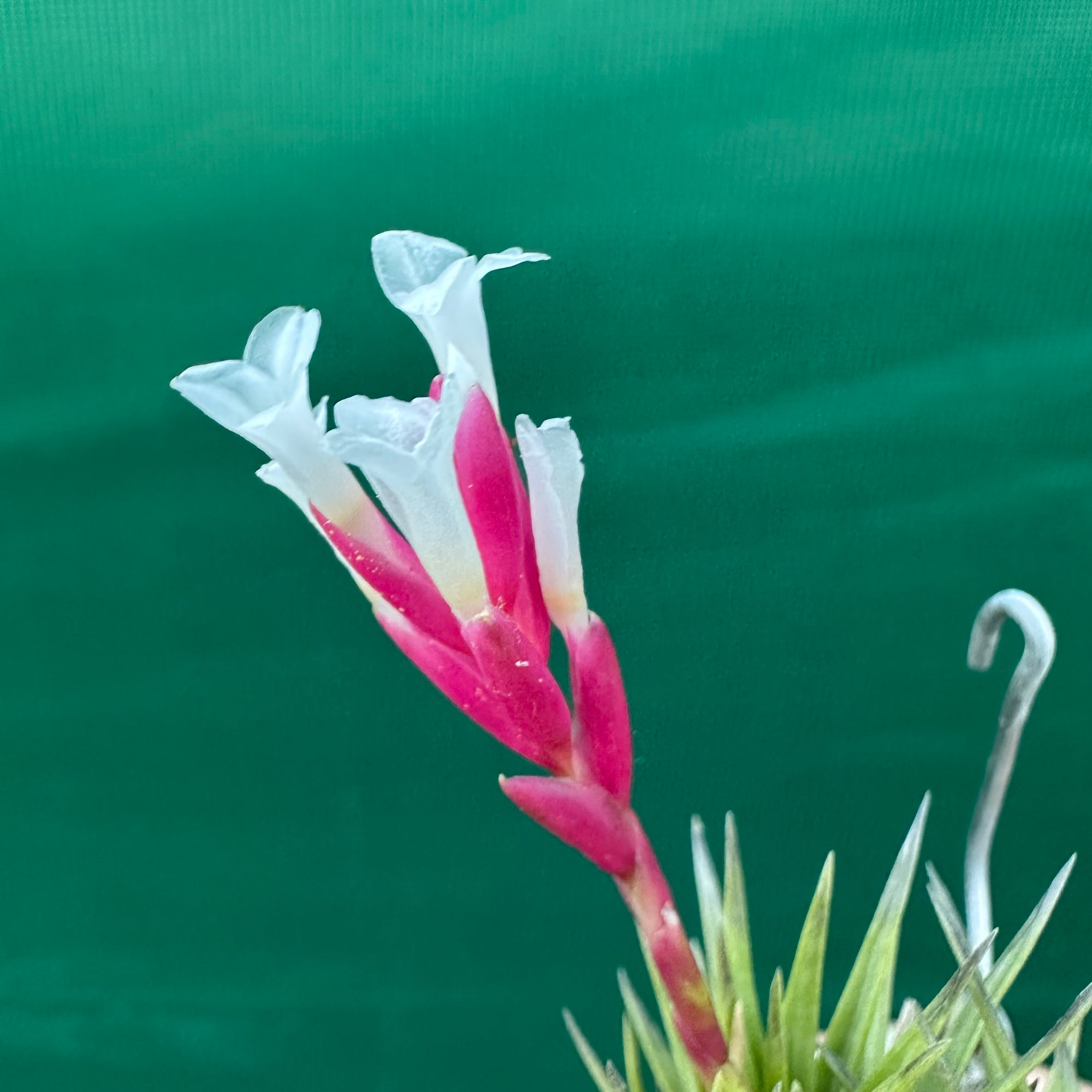Tillandsia - Dennis ex. RFI - Air Plant Decor