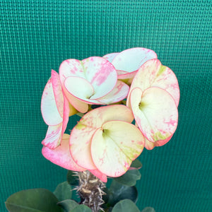 Poysean - Euphorbia Siam Hybrid ‘ChaRoen-Larp’ NEW