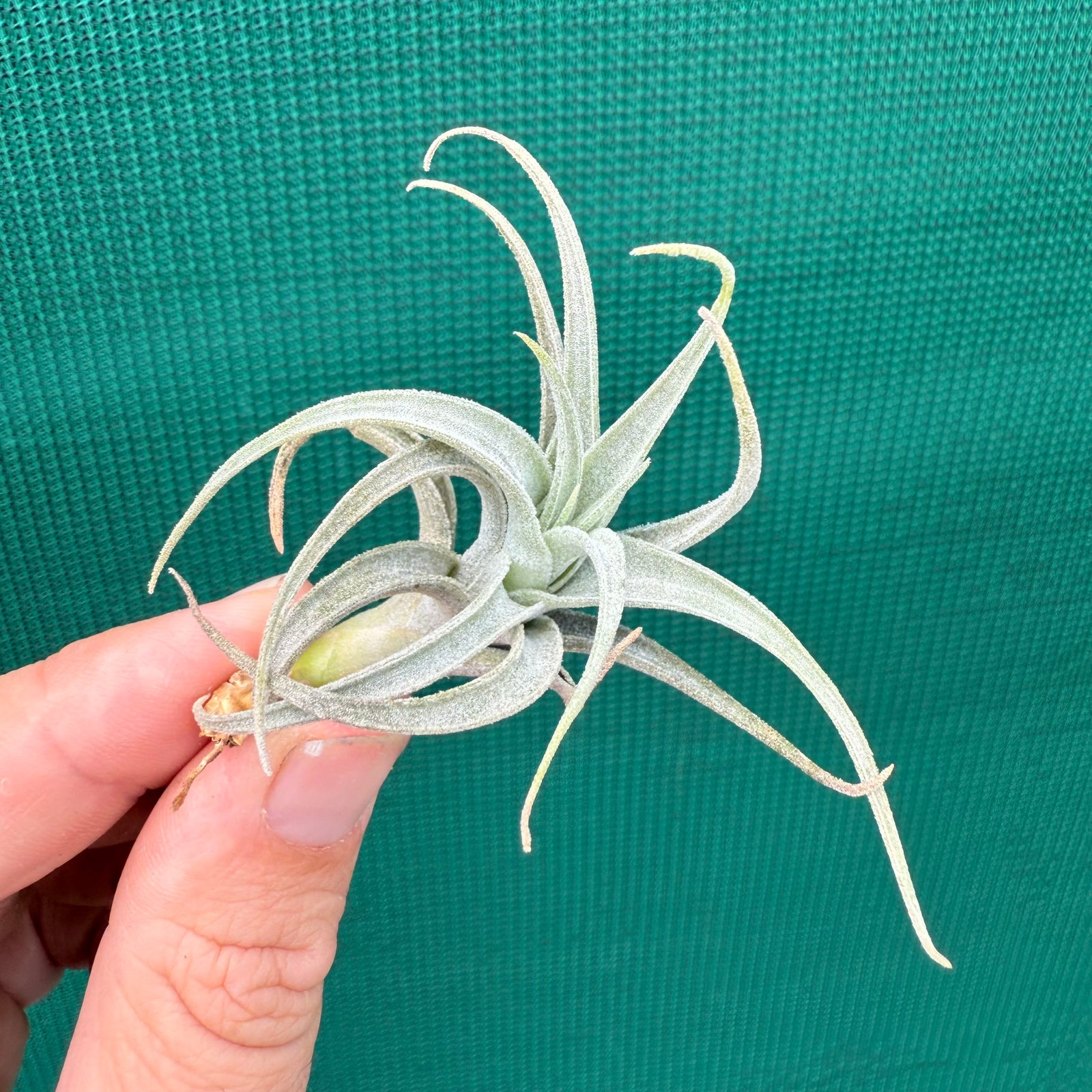 Tillandsia - subsecundifolia ‘Truchlik’ ex. PT NEW