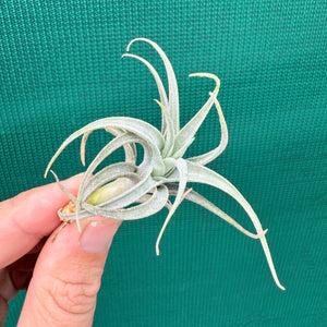 Tillandsia - subsecundifolia ‘Truchlik’ ex. PT NEW