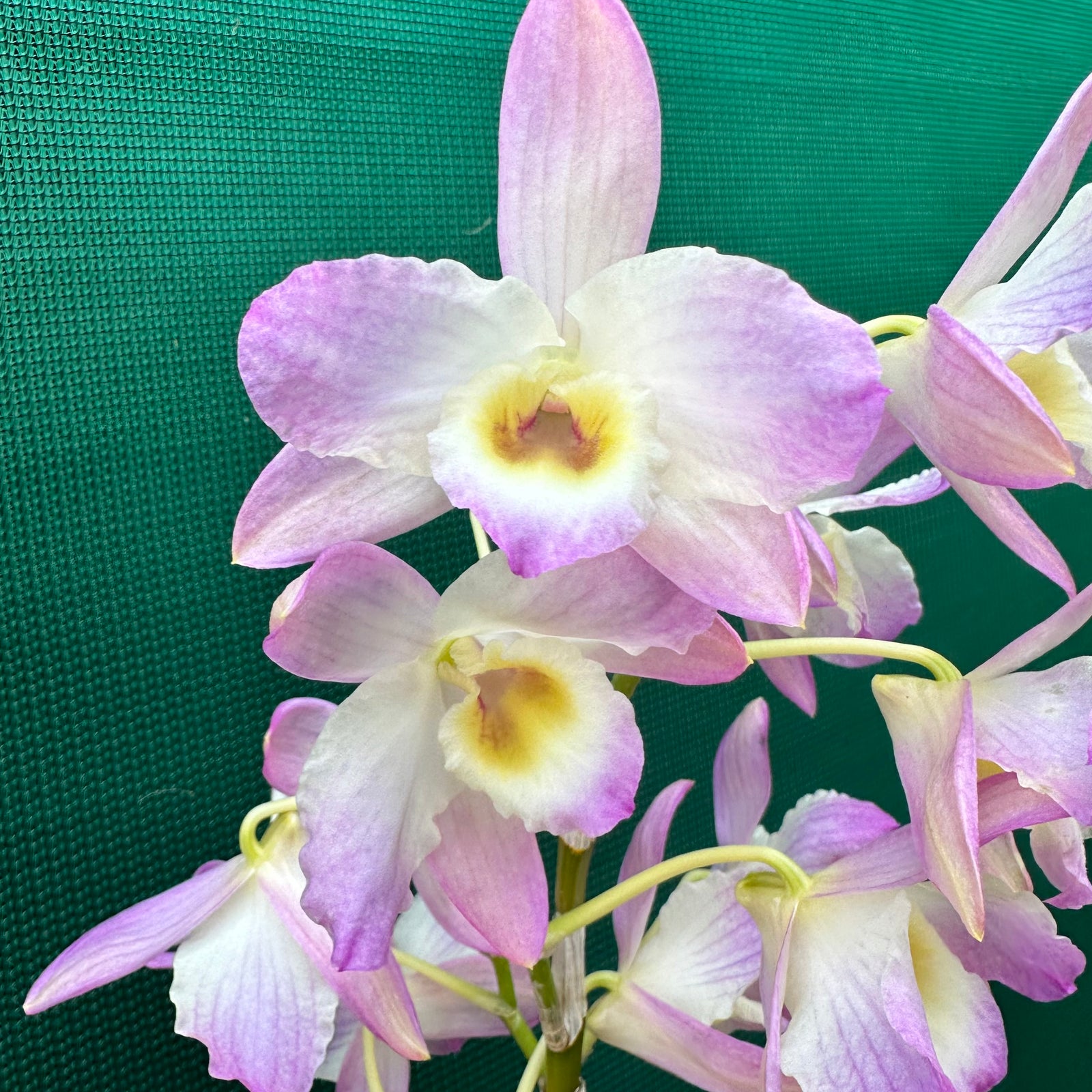 Orchid - Dendrobium ‘Mauve & Yellow Center’ NEW