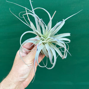 Tillandsia - Salmon Queen NEW