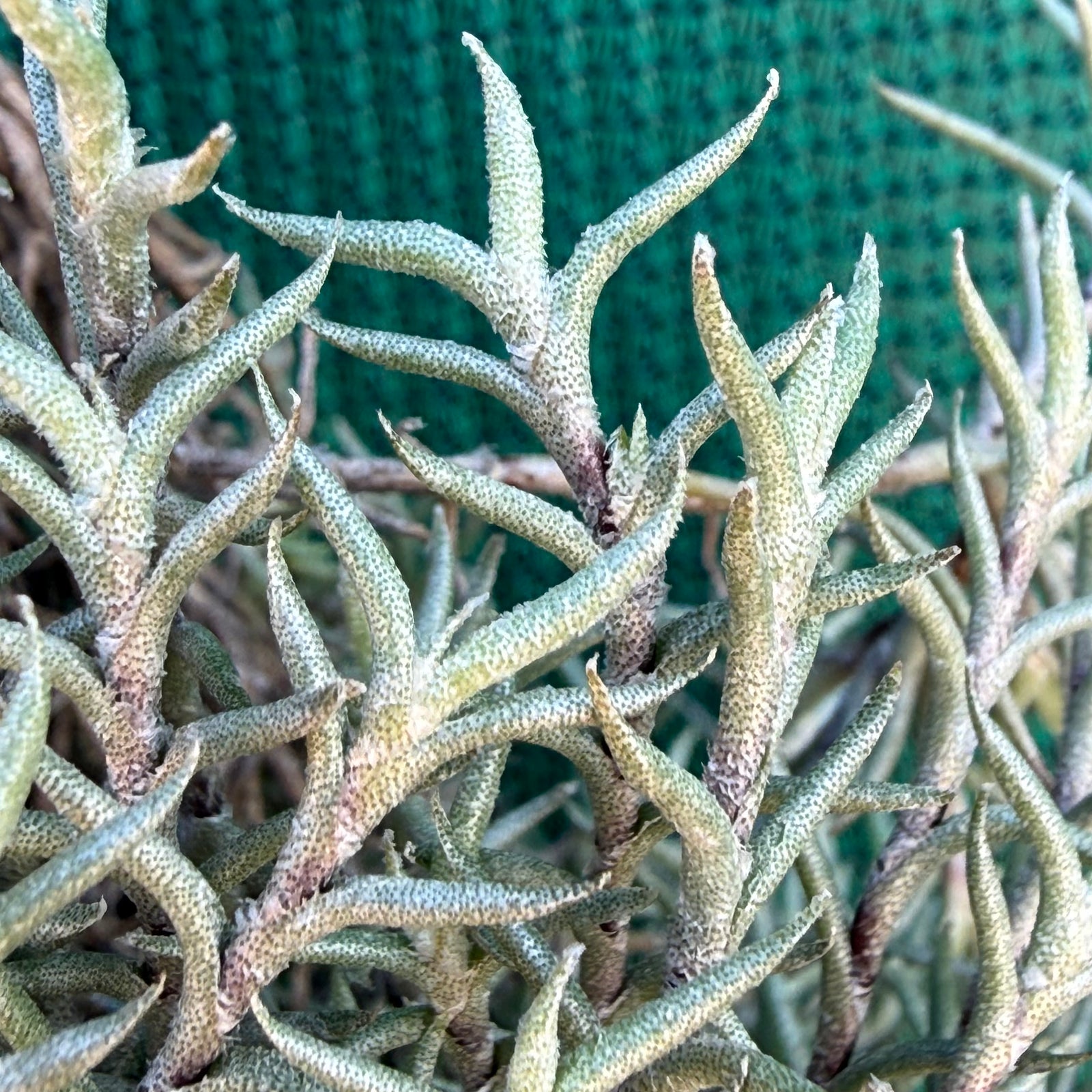 Tillandsia - capillaris ‘Pitchfork’ NEW