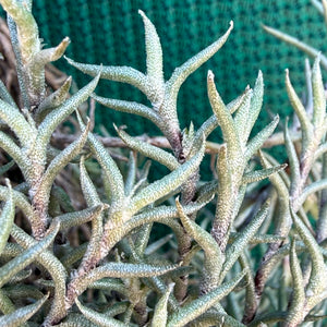 Tillandsia - capillaris ‘Pitchfork’ NEW