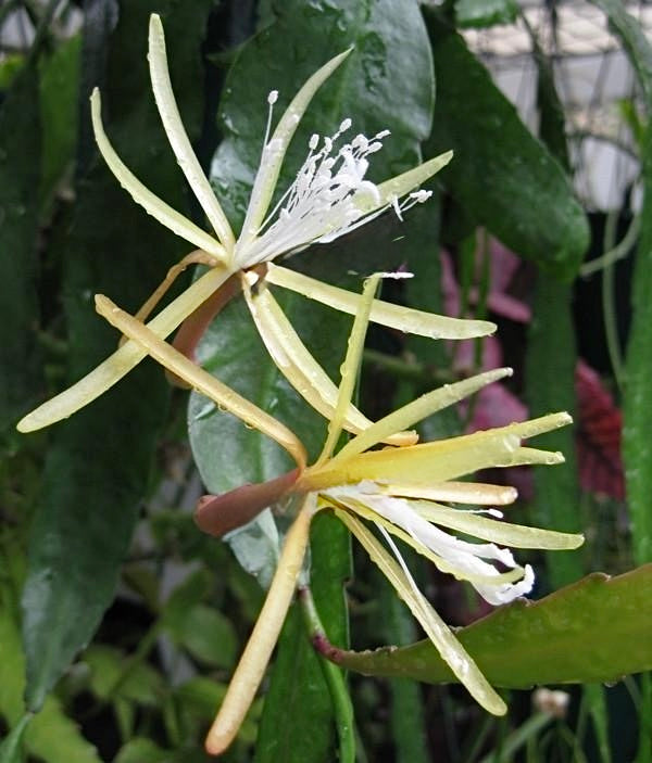 Disocactus macranthus Mexico EP21 NEW