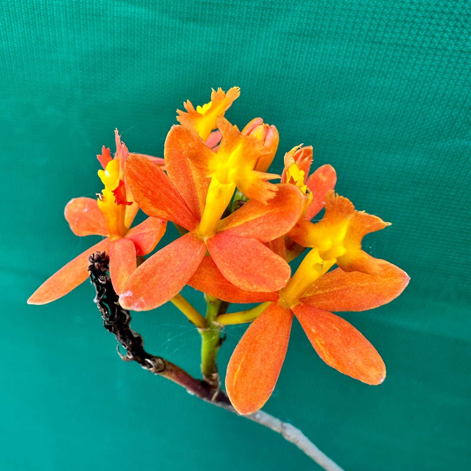Epidendrum radicans ‘Orange’
