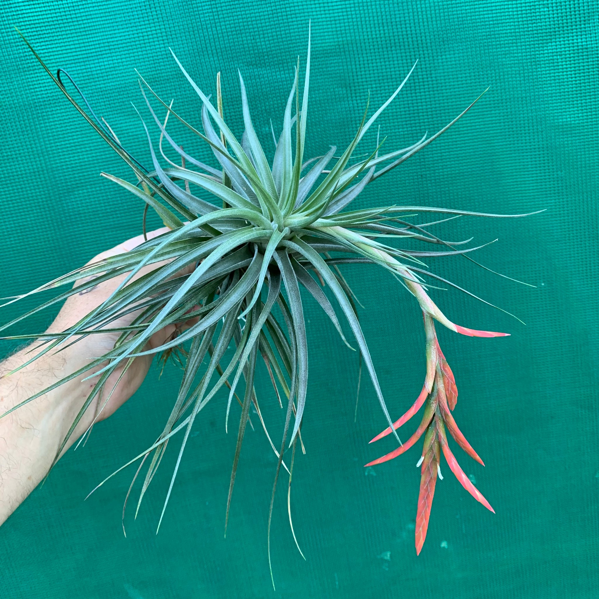 vernicosa air plant Tillandsia - vernicosa Hybrid ex. BG