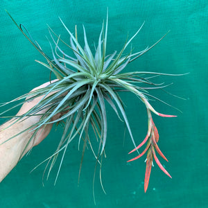 Tillandsia - vernicosa Hybrid ex. BG