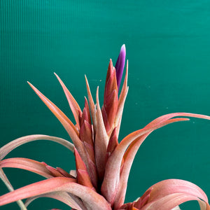 Tillandsia - Beenham ex. BF