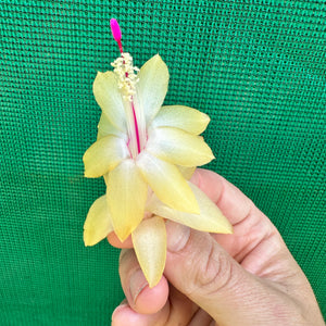Zygocactus Limelight Dancer NEW