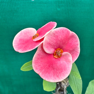 Poysean - Euphorbia milii P043