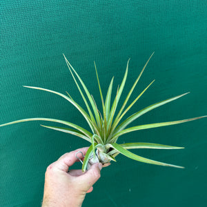 Tillandsia - roland-gosselinii ex. BH NEW