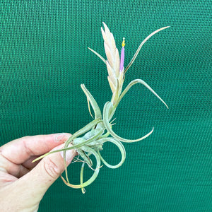 Tillandsia - subsecundifolia ‘Truchlik’ ex. PT NEW
