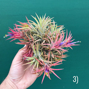 Tillandsia ionantha ‘BOE1593’ (Mature Clump)