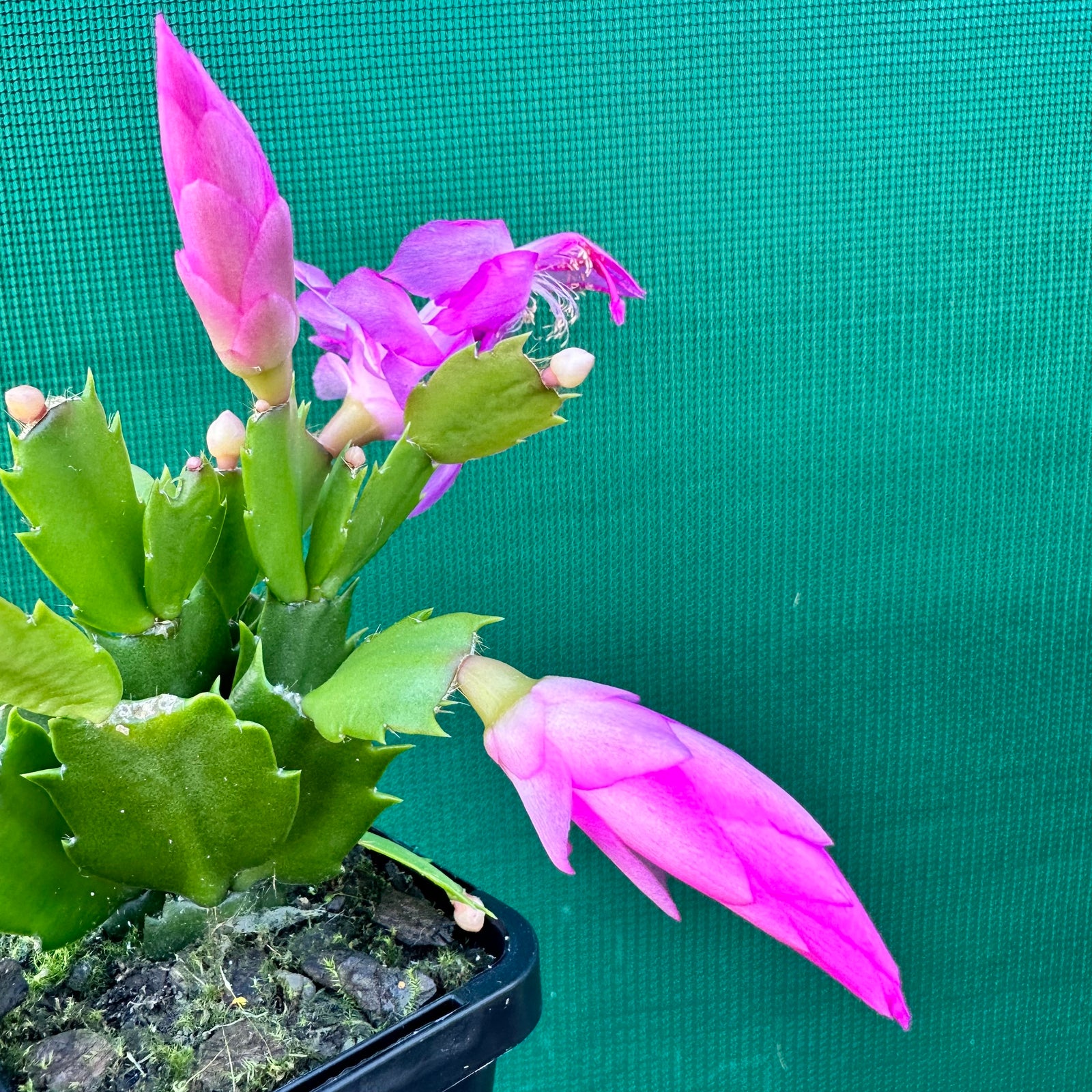 Zygocactus Dutch Pink