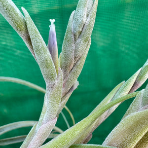 Tillandsia - complanata x streptophylla ex. BG