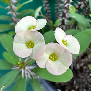 Poysean - Euphorbia milii ‘Dwarf Cream’