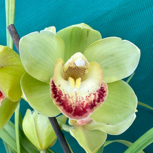 Orchid - Cymbidium ‘Kimberley Splash Teepee’ NEW