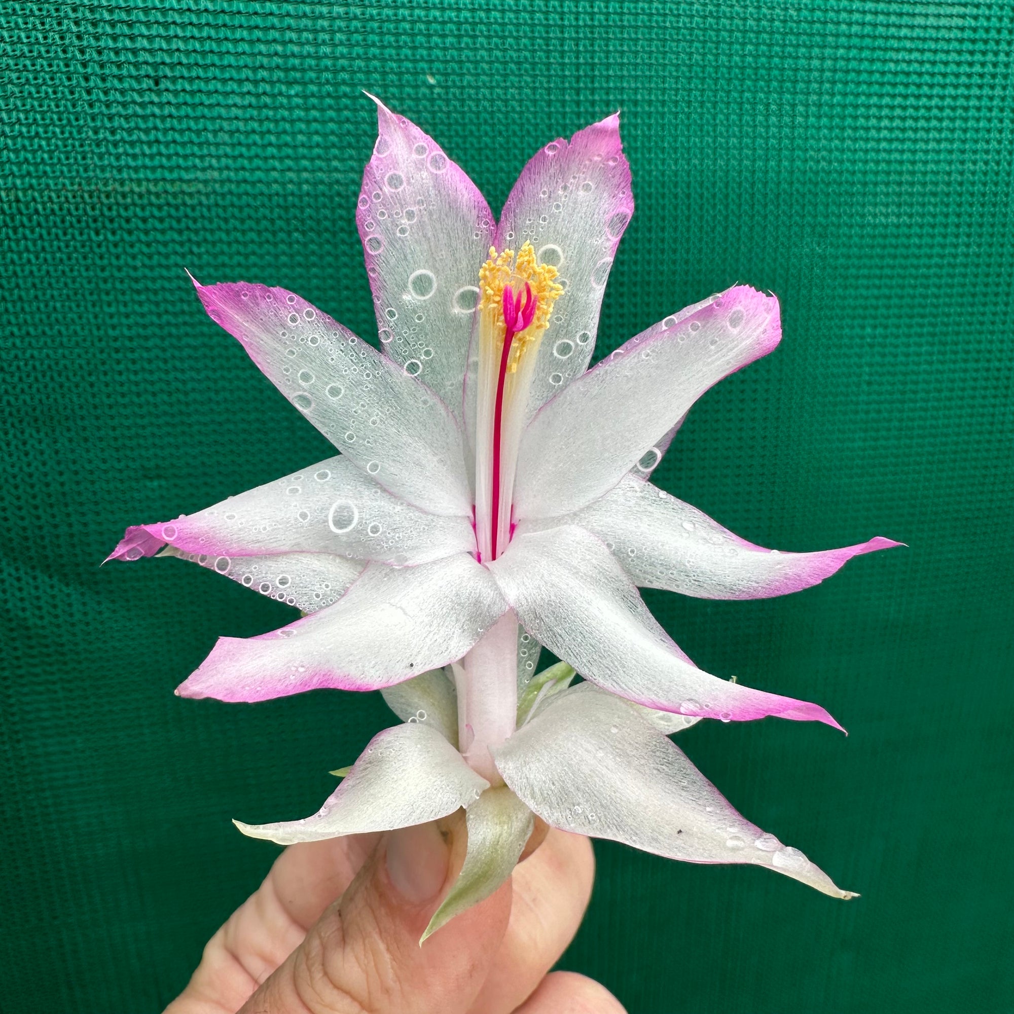 Zygocactus Madame Butterfly