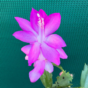 Zygocactus Ritt