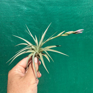 Tillandsia - pucaraensis ex BOE