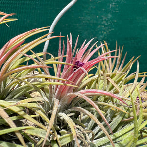 Tillandsia ionantha ‘BRT Peach’ (Mature Clump) NEW
