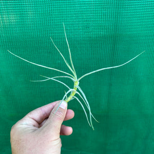 Tillandsia - schiedeana ‘Giant Form’ ex. BG