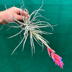 Tillandsia - Leon