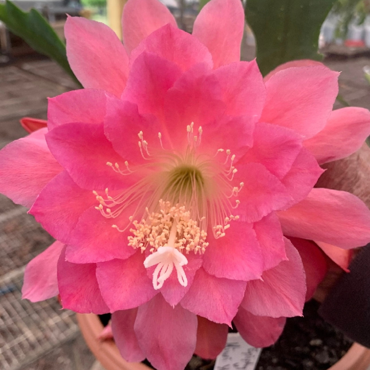 Epi. Hybrid Kiwi Young Love EH64