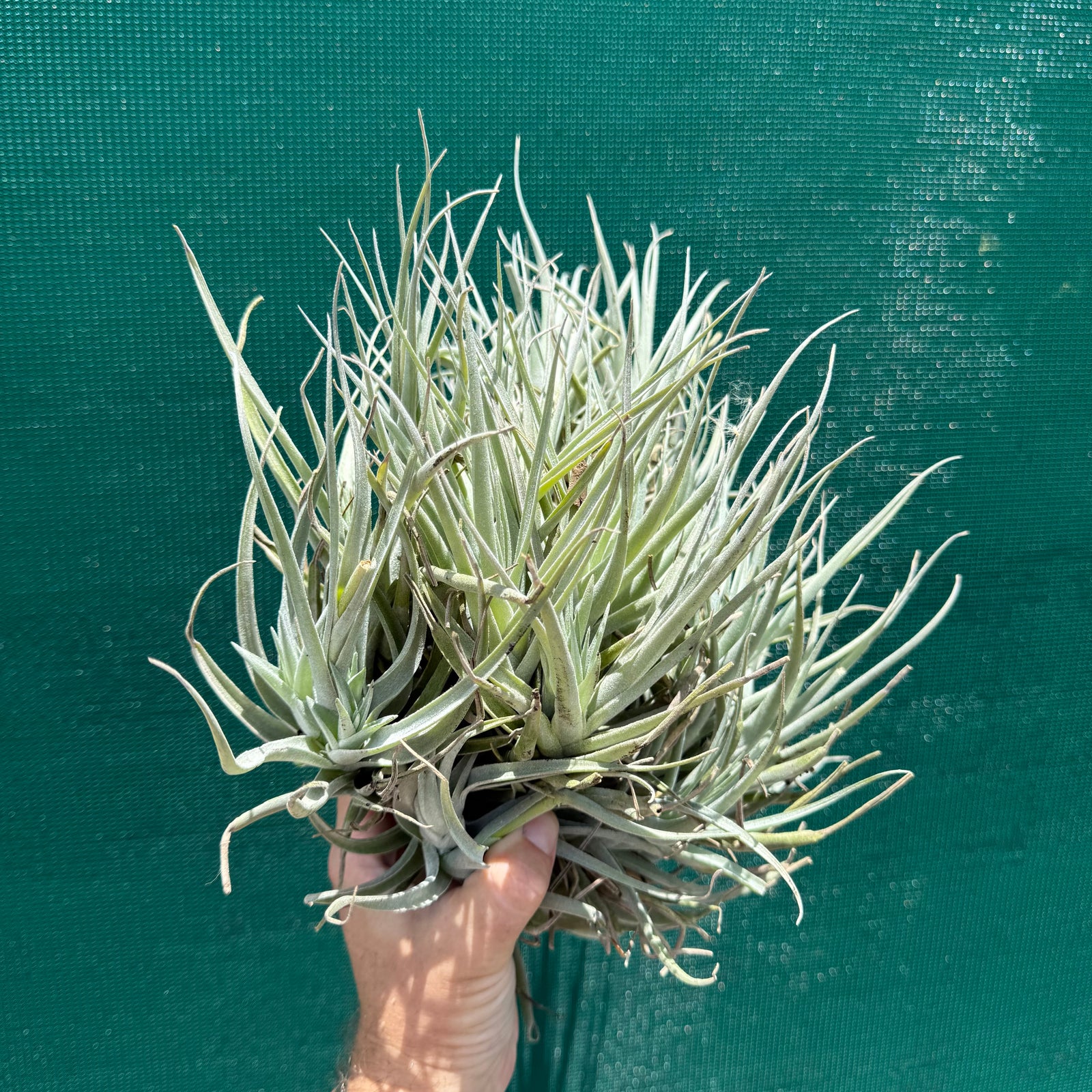 Tillandsia leonamiana ‘Brent’ (Mature Clump) NEW